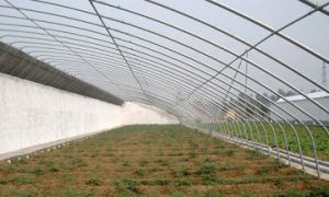 日光温室建设有什么样的问题和处理方法